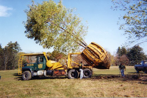 trees-156
