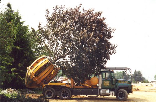 trees-161