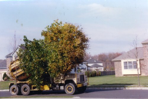 trees-51